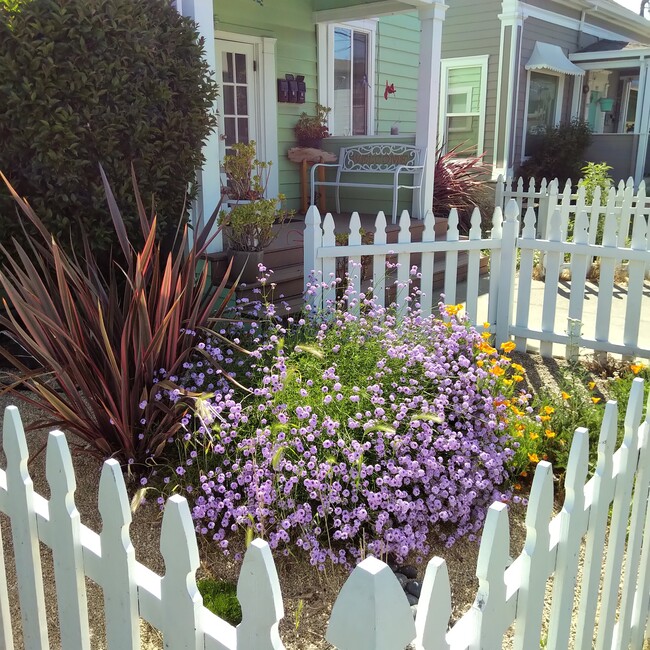 The front yard in summer - 923 Las Juntas St