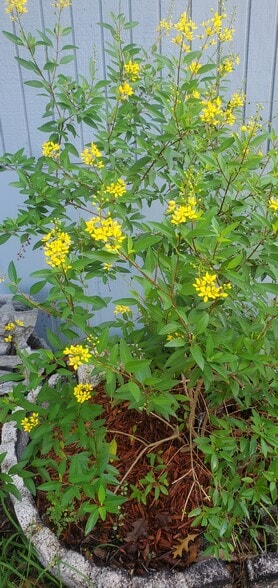 Blooming flowers - 2620 Moody Ave