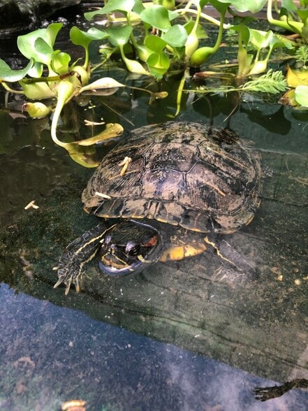 Building Photo - 1125A 2nd Ave