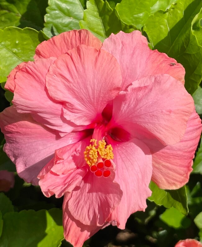 Backyard Hibiscus Flower - 335 Wailupe Cir