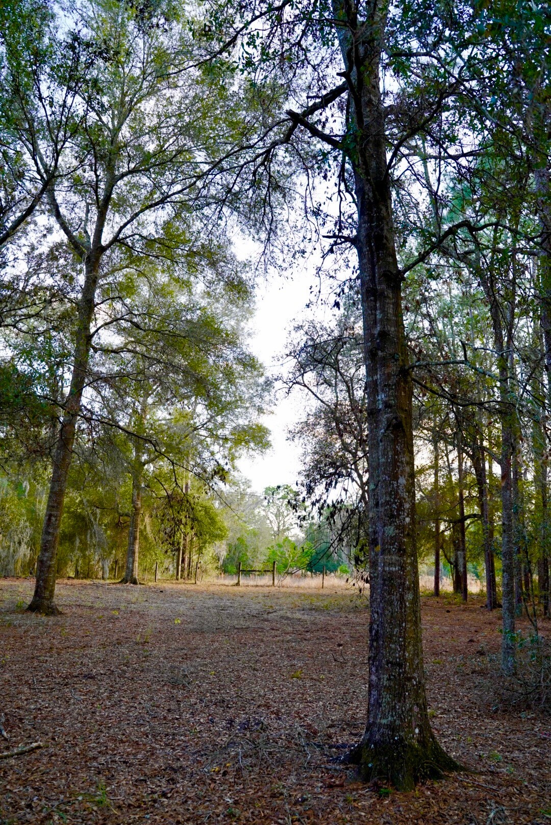 Building Photo - 29205 Saddle Oaks Ln