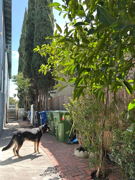 Gated outside area with guard dog - 1156 N Chicago St