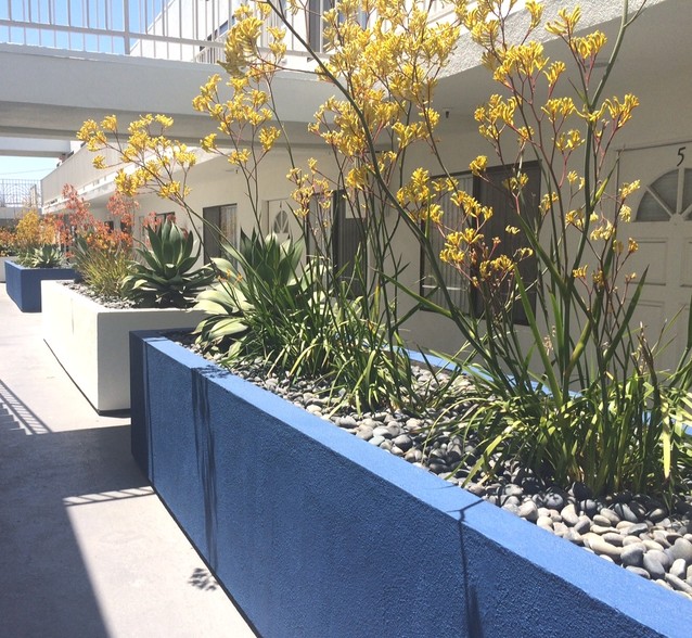 Beautiful Yellow and Orange Kangaroo Paw Plants in white and blue planters - Chadron Apts