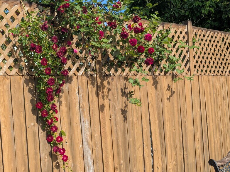 Backyard fence in summer - 24028 25th Ave S