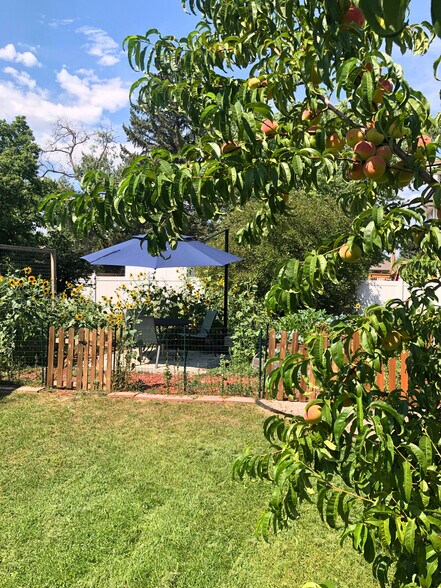 Peach tree - 1220 Alpine Pl