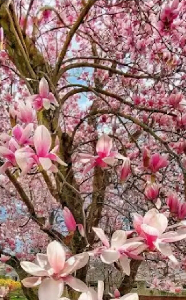 Building Photo - 7325 N Brooklyn Ave