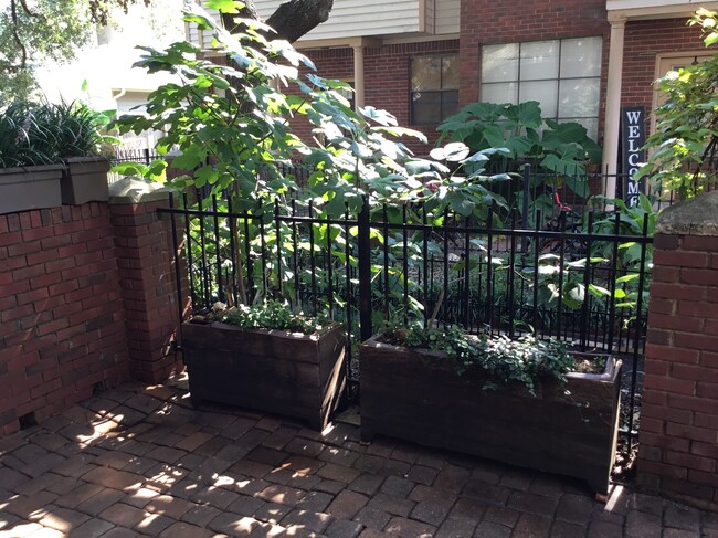 Fresh figs in spring and summer from trees right off the patio - 1103 Dulles Ave