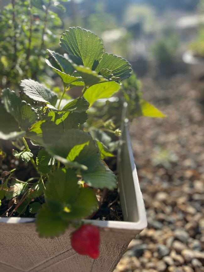 Building Photo - Karin's Kottage-New 2 Bedroom/2 Bath Furnished or Unfurnished Oasis for Lease