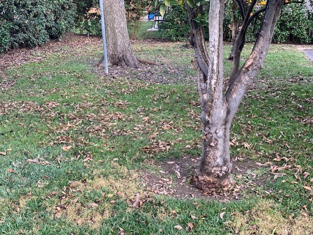 The back yard with fruit trees. - 24606 University Ave
