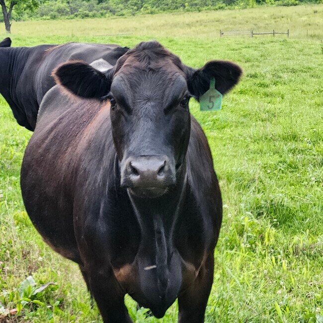 Building Photo - 5269 Vardy Blackwater Rd