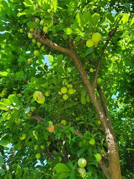 Building Photo - 5450 Scenic Ave