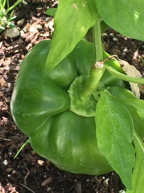 Share Your Veggies From Community Gardens - 7626 W Opohonga Ln