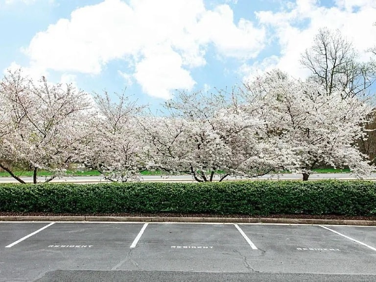 Parking and front trees - 1236 Vintage Pl