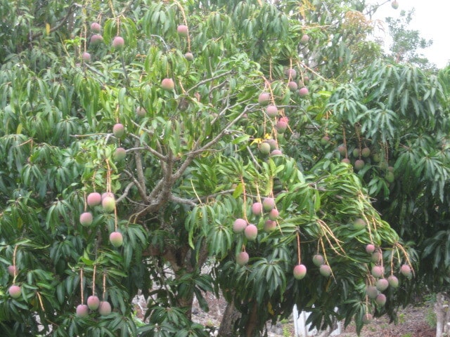 Building Photo - 87 Mamalahoa Hwy