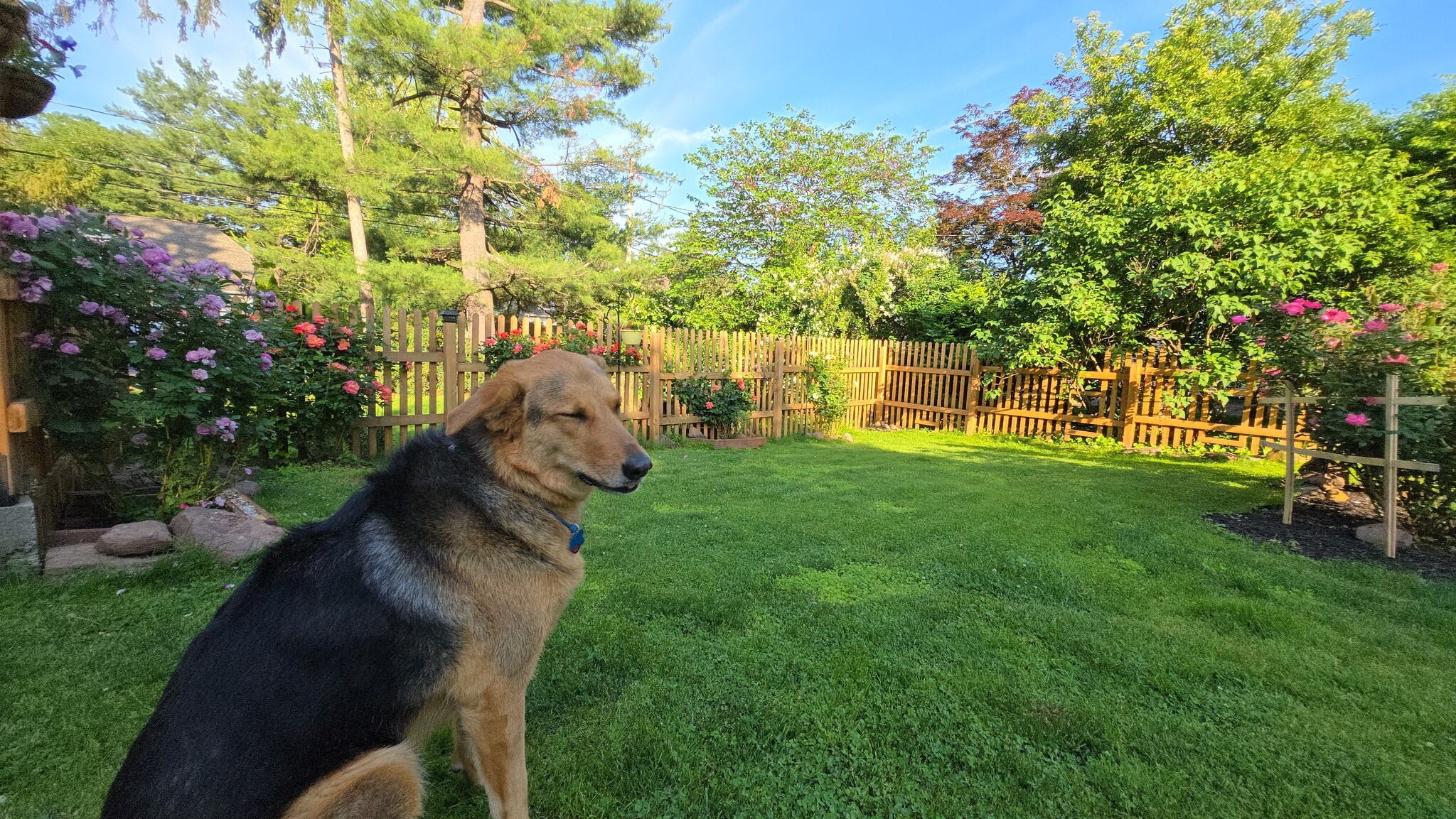 Fenced in Backyard (for the pets) - 557 Park Rd