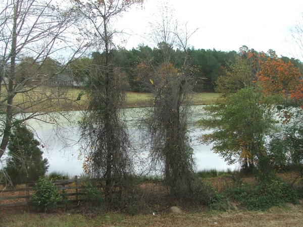 Building Photo - 215 Peach Hill Dr