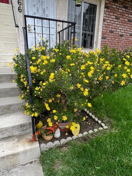 Front yard flowers - 4166 Garden Ave