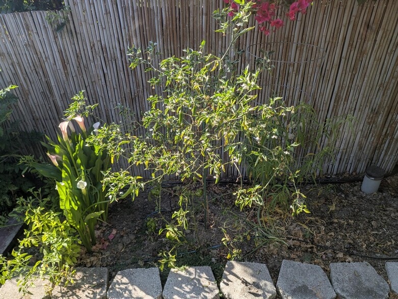 front yard garden - 16650 Rolando Ave