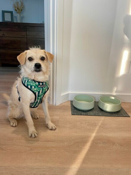 Doggy bowls provided - 4661 Berwick Dr