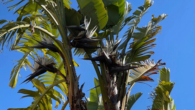 White Bird of Paradise with flowers - 297 Drummond Dr