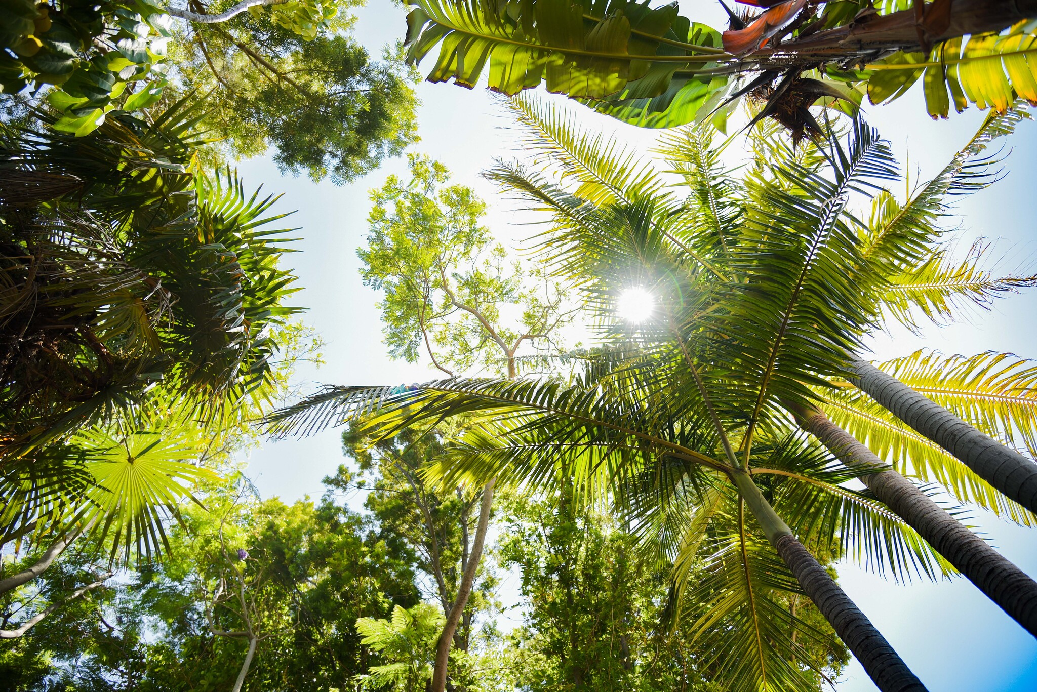 Verdant gardens - 344 S La Peer Dr