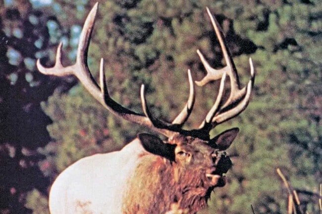 Building Photo - 213 White Mountain Meadows Dr