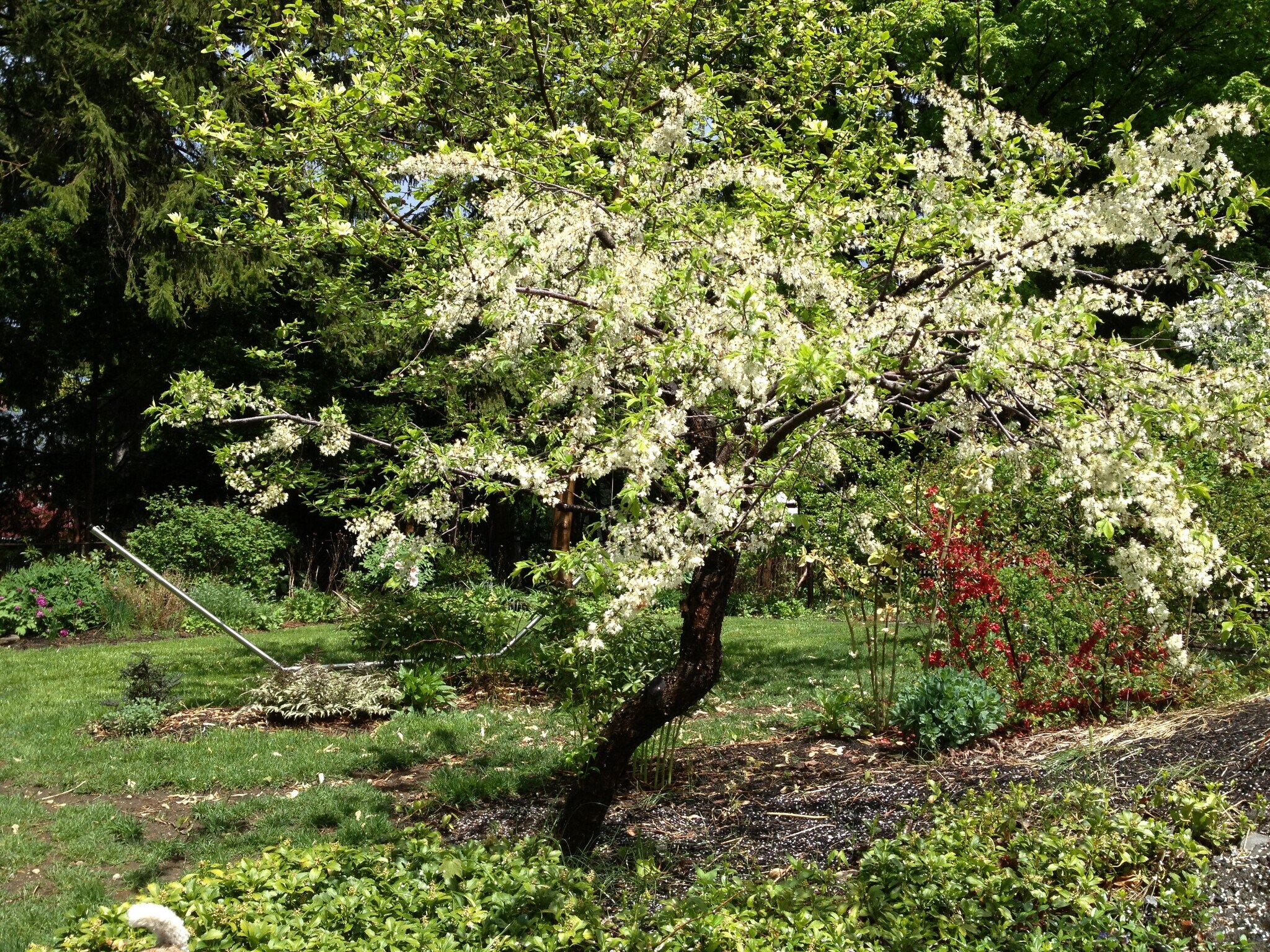 yard plum tree - 36 Greenough Ave
