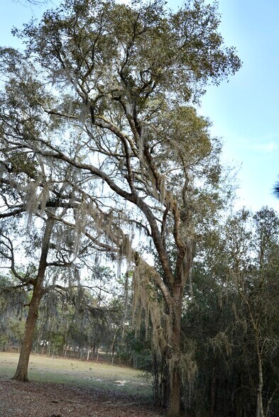 Building Photo - 29205 Saddle Oaks Ln