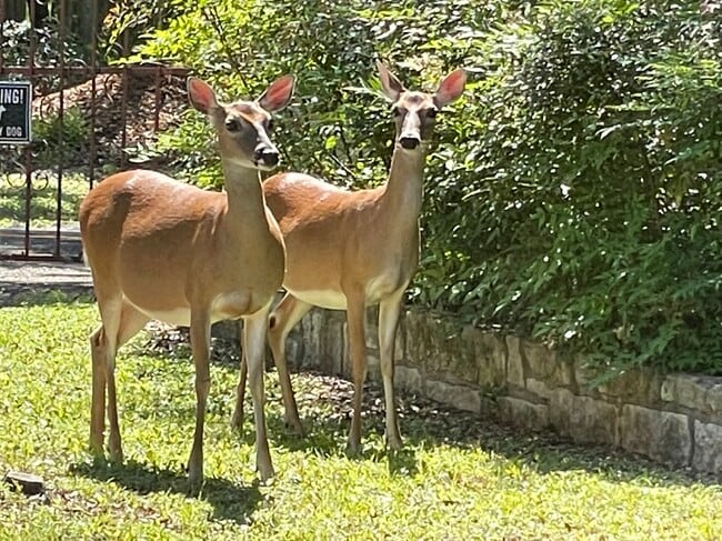 Building Photo - 104 S Tumbleweed Trail