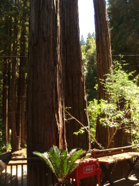 Redwood Trees - 1841 Pool Rd