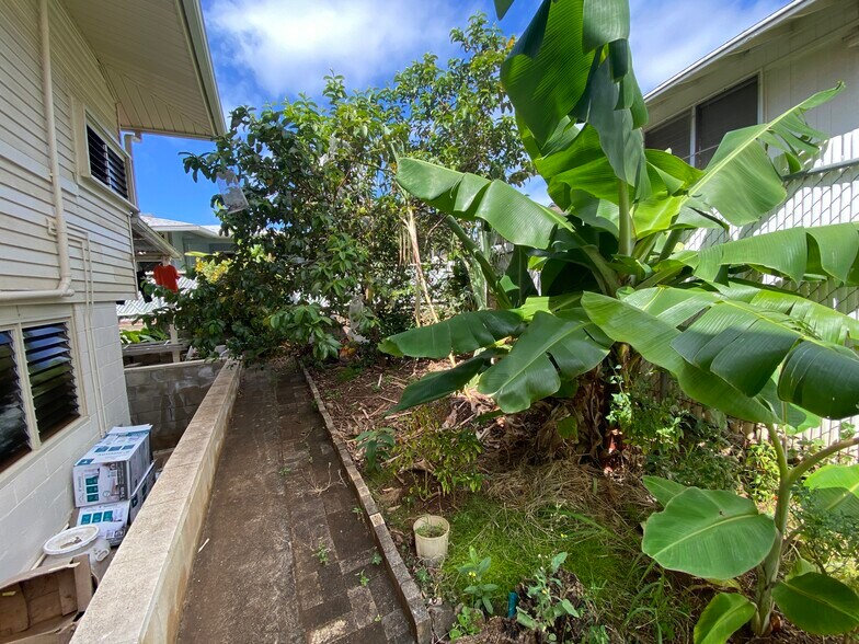 Back yard with fruit trees - 1722 Maoi Pl