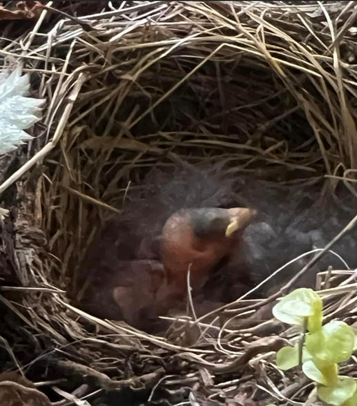 Building Photo - 1049 Danby Rd