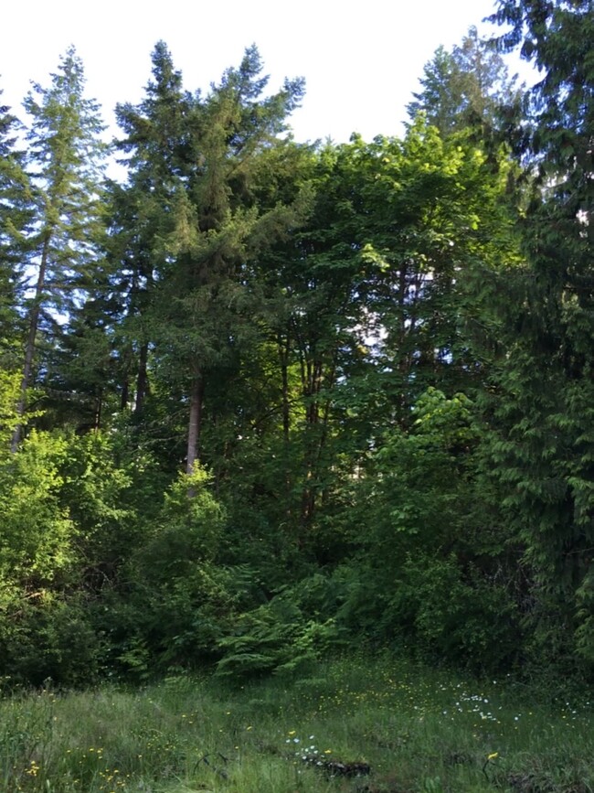 Forest view in front yard - 13210 Wagon Wheel