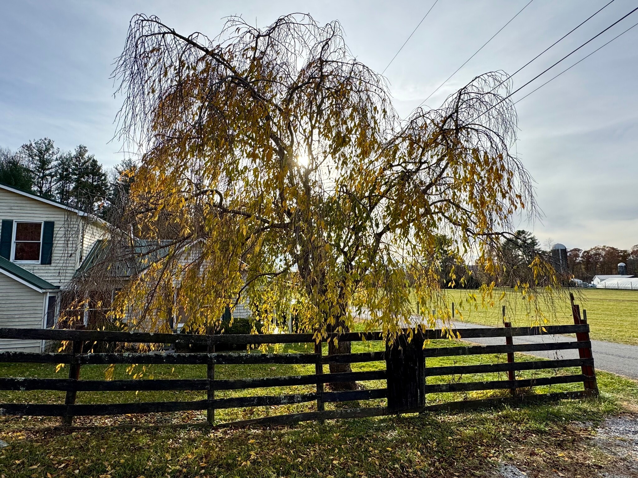 Weeping Cherry tree holding onto the last leaves of the season - 5163 Whitethorne Rd