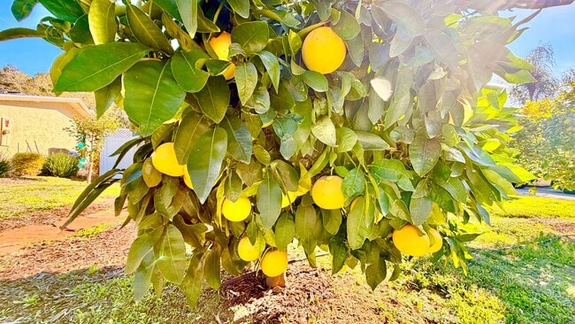 Building Photo - Lovely Newer Construction, Detached ADU Guest Home, on Private Property in Quiet Neighborhood of ...