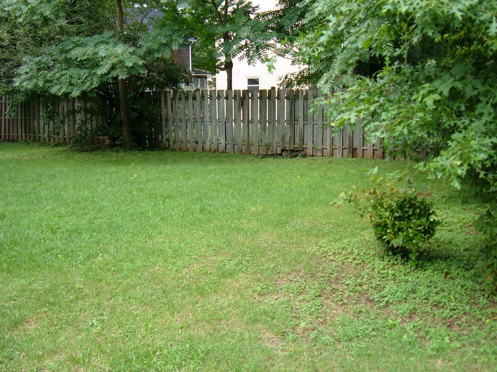 Fenced-in Backyard : CATS or SMALL DOGS PREFERRED - 17 Blake Ave