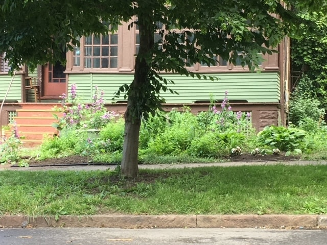 front garden - 117 Green St