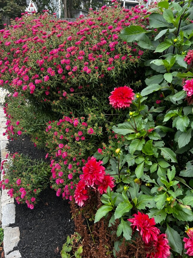 Backyard - 675 Central St