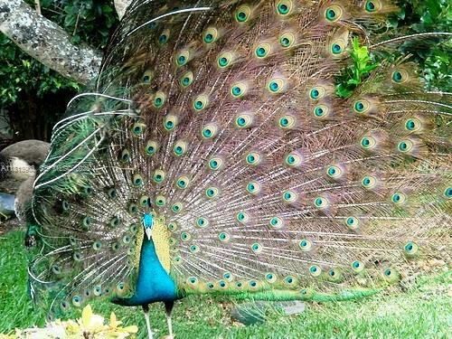 Building Photo - 19253 Fisher Island Dr
