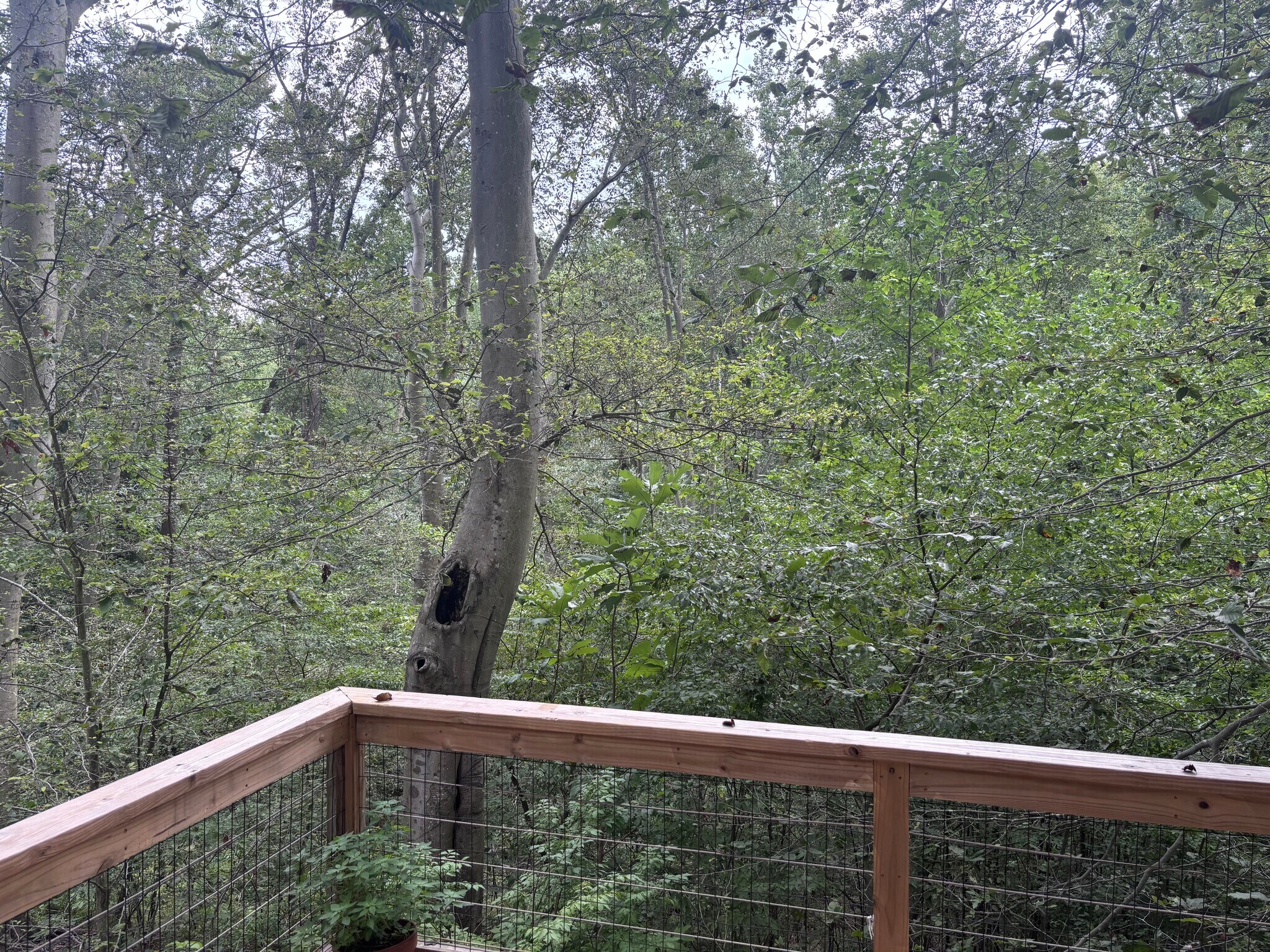 Deck View - 10936 Raphel Rd