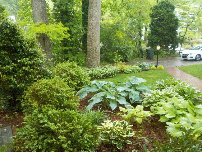 Lush Gardens - 415 10th St NW