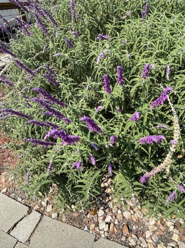 Building Photo - Updated Granny Unit-Prime Montgomery Villa...