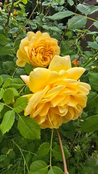 Building Photo - 5913 Amend Rd