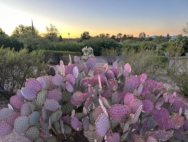 Building Photo - 100 N Lazy Fox Dr