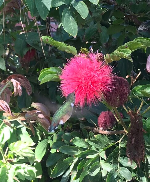 Lots of hummingbirds out front this year! - 8701 Delgany Ave