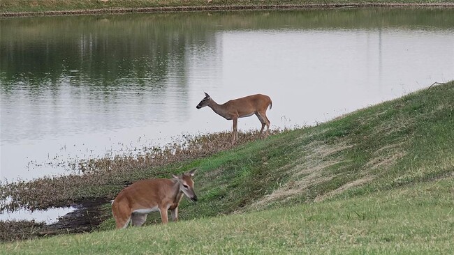 Building Photo - 236 Egret Ln