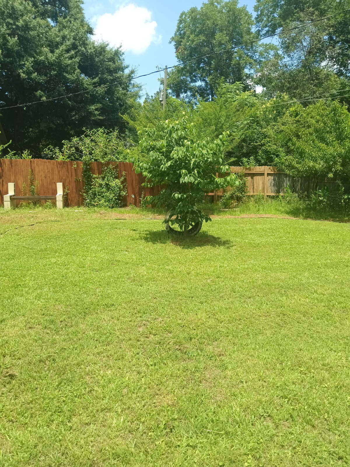 Back Yard - 206 Orchard Way