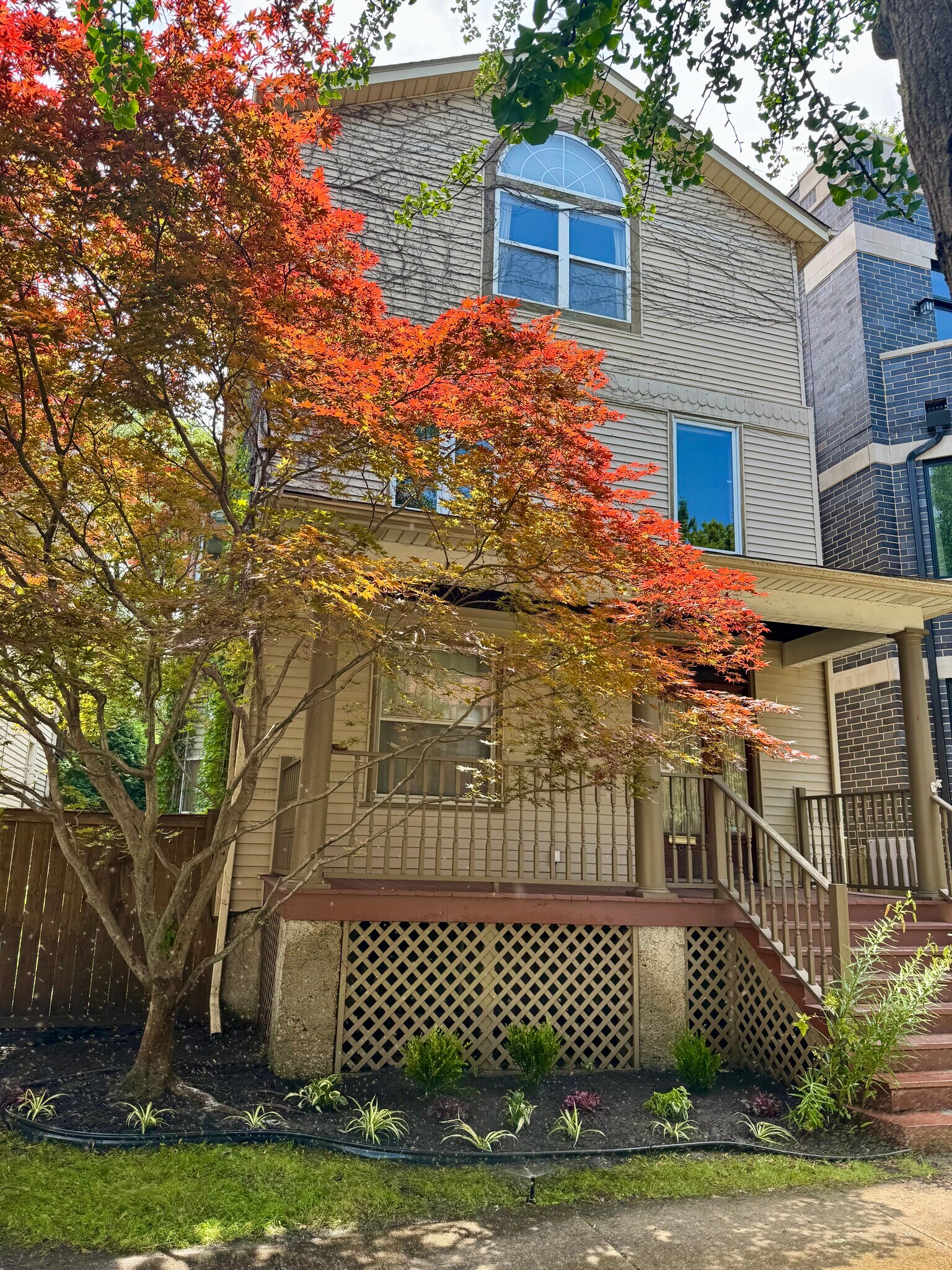 front maple tree - 1843 W Waveland Ave