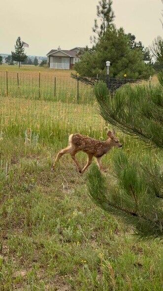 Deer in yard - 18350 Cumbres Rd