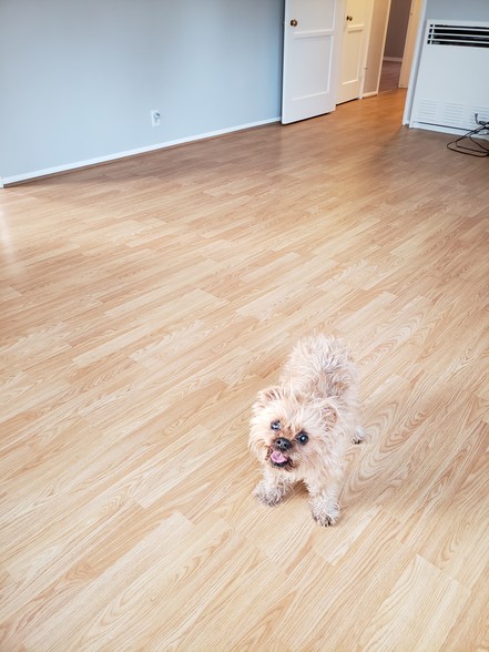 PET FRIENDLY - 305 N Palm Ave